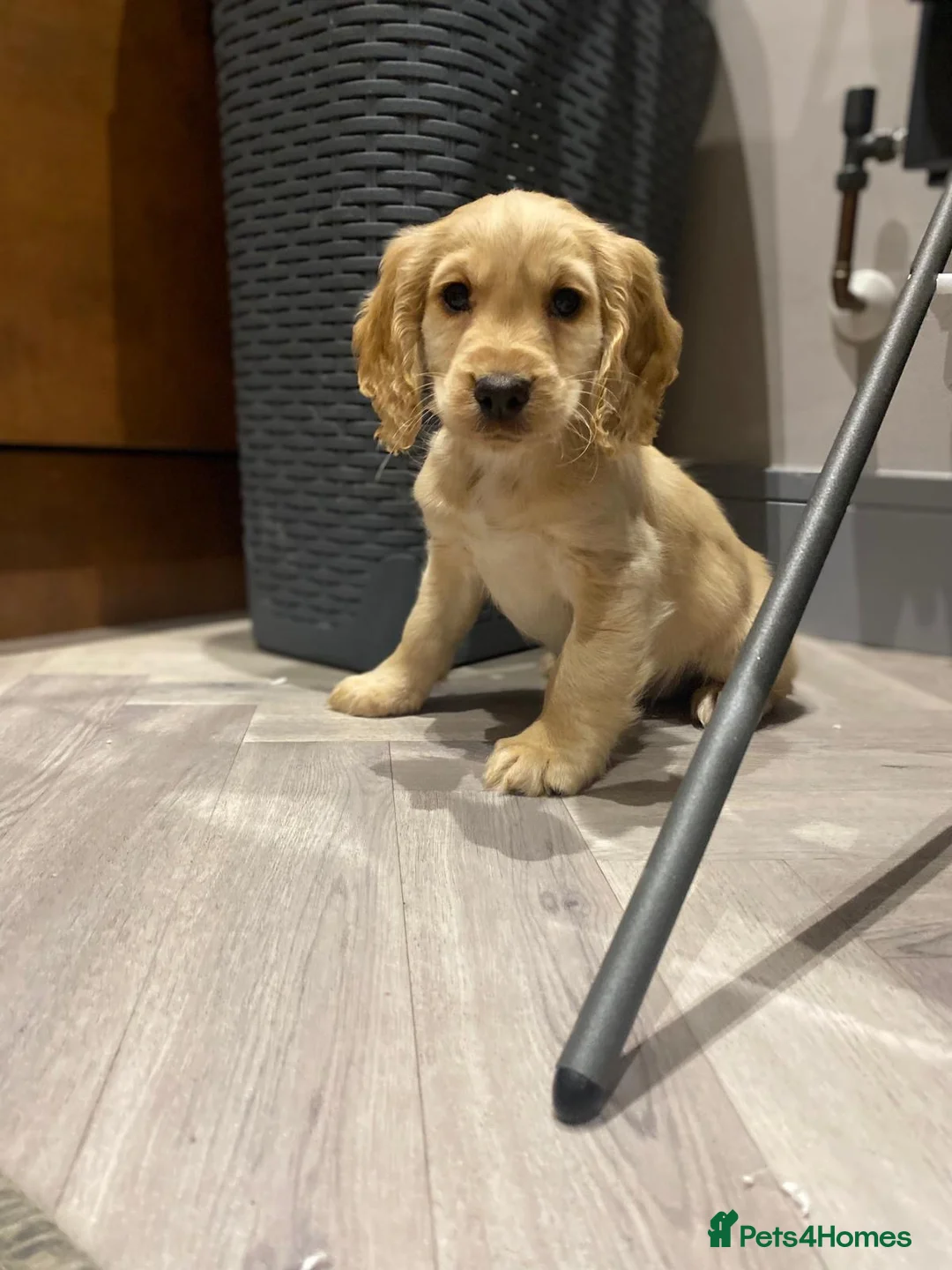 Cocker Spaniel dogs for sale: 🐶 COCKER SPANIEL PUPPIES 🐶  - Advert 5