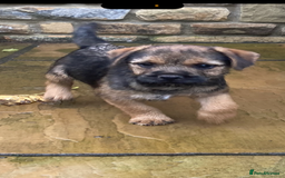 Border Terrier dogs for sale: KC reg border terrier puppies - Image 1