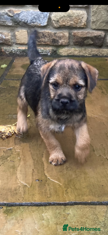 Border Terrier dogs - Advert 1