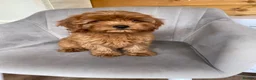 Cavapoo dogs for sale: Red cavapoo puppies for sale  in Pershore - Advert 5