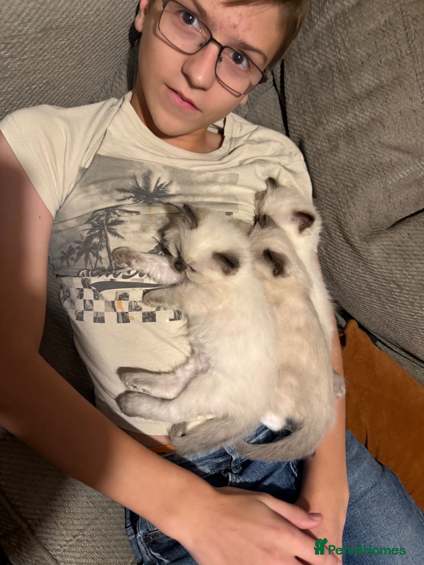 Ragdoll cats Only 2 beautiful girls left  - Advert 2