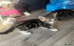 British Longhair cats for sale: two fluffy tabby’s🥹 - Image 3