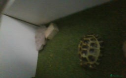 Tortoise reptiles for sale: Horsefield Tortoise - Image 8