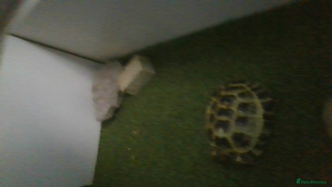 Tortoise reptiles for sale: Horsefield Tortoise - Image 8