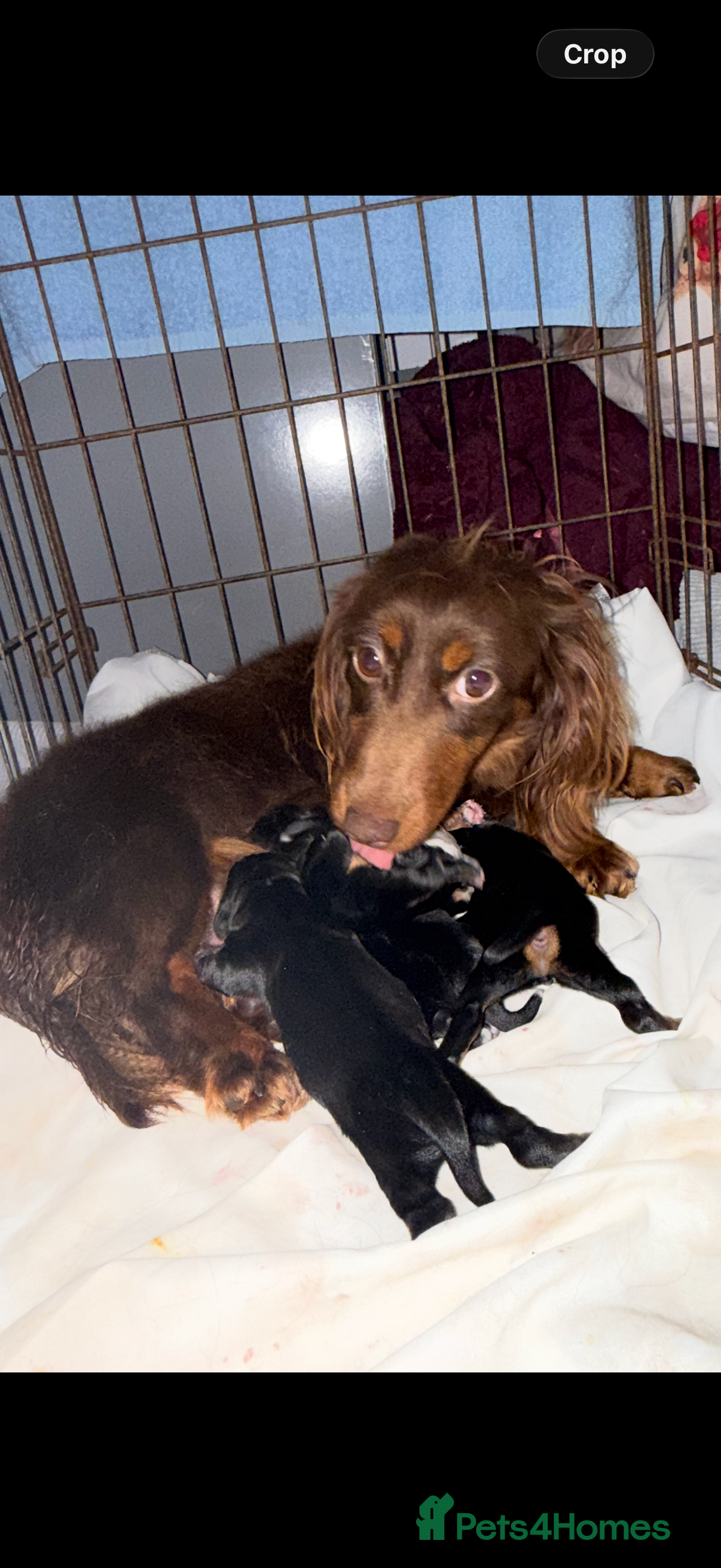 Mixed Breed dogs Beautiful jackadac puppys  - Advert 2