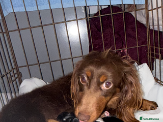 Mixed Breed dogs Beautiful jackadac puppys - Advert 1