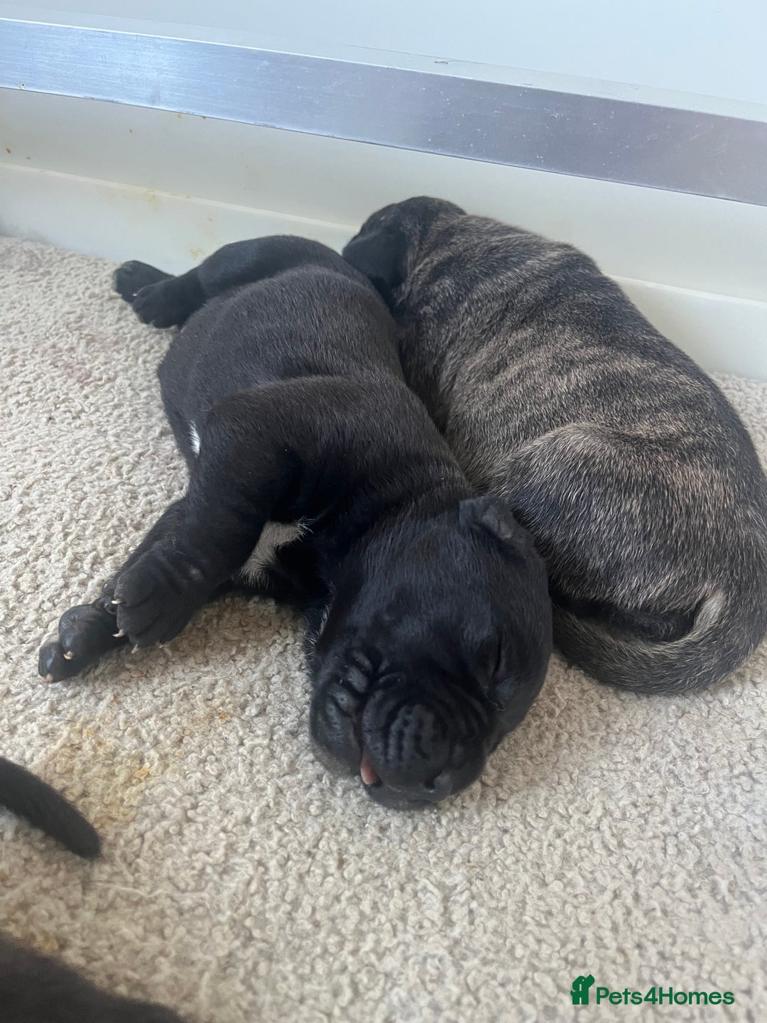 Presa Canario dogs for sale: Beautiful pedigree Presa Canario puppies  - Advert 14