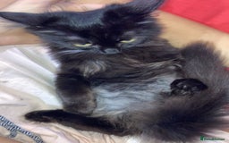 British Longhair cats for sale: british long hair  - Image 13