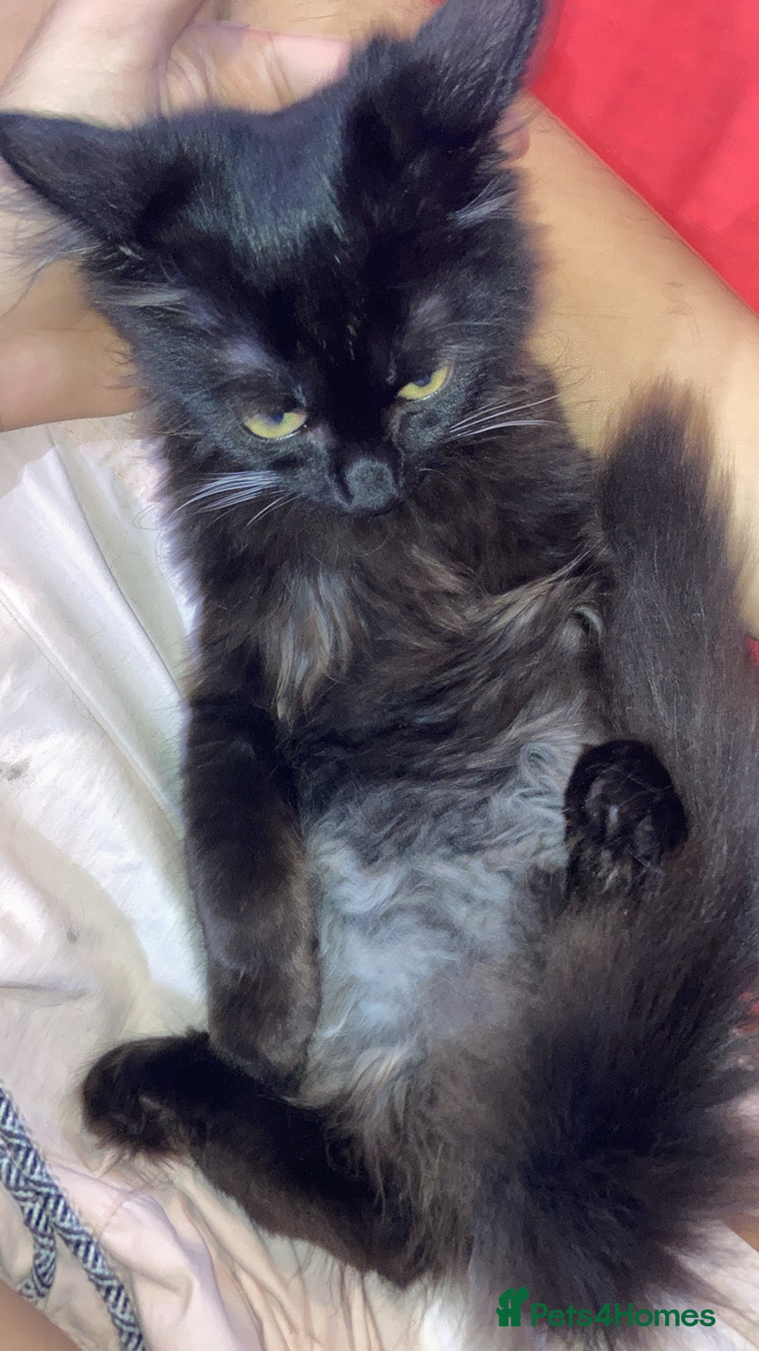 British Longhair cats for sale: british long hair  - Image 13