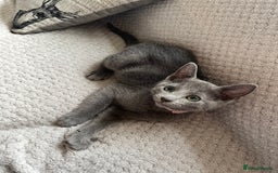 Russian Blue cats for sale: Russian blue kittens GCCF registered  - Image 8