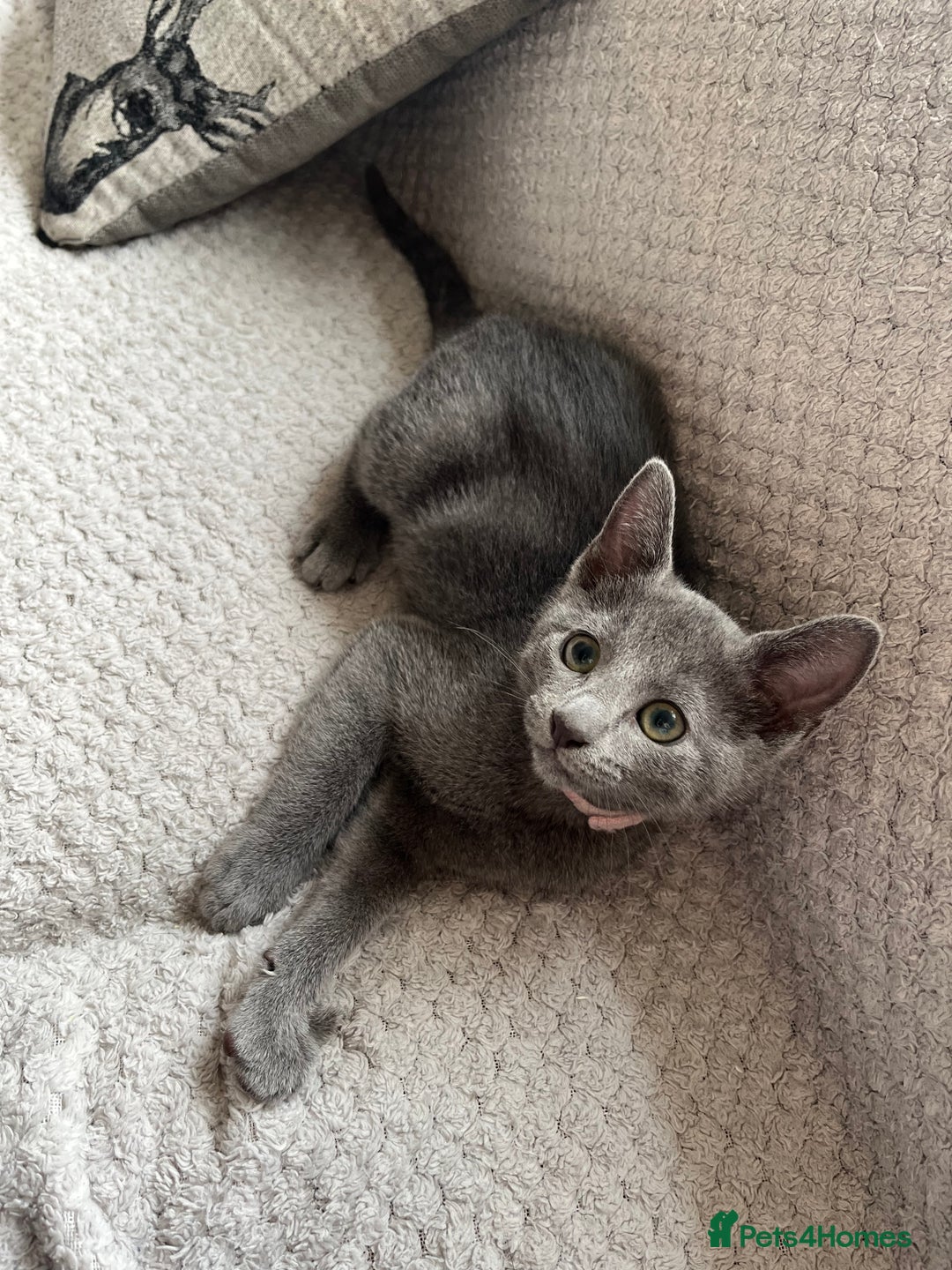 Russian Blue cats for sale: Russian blue kittens GCCF registered  - Image 8