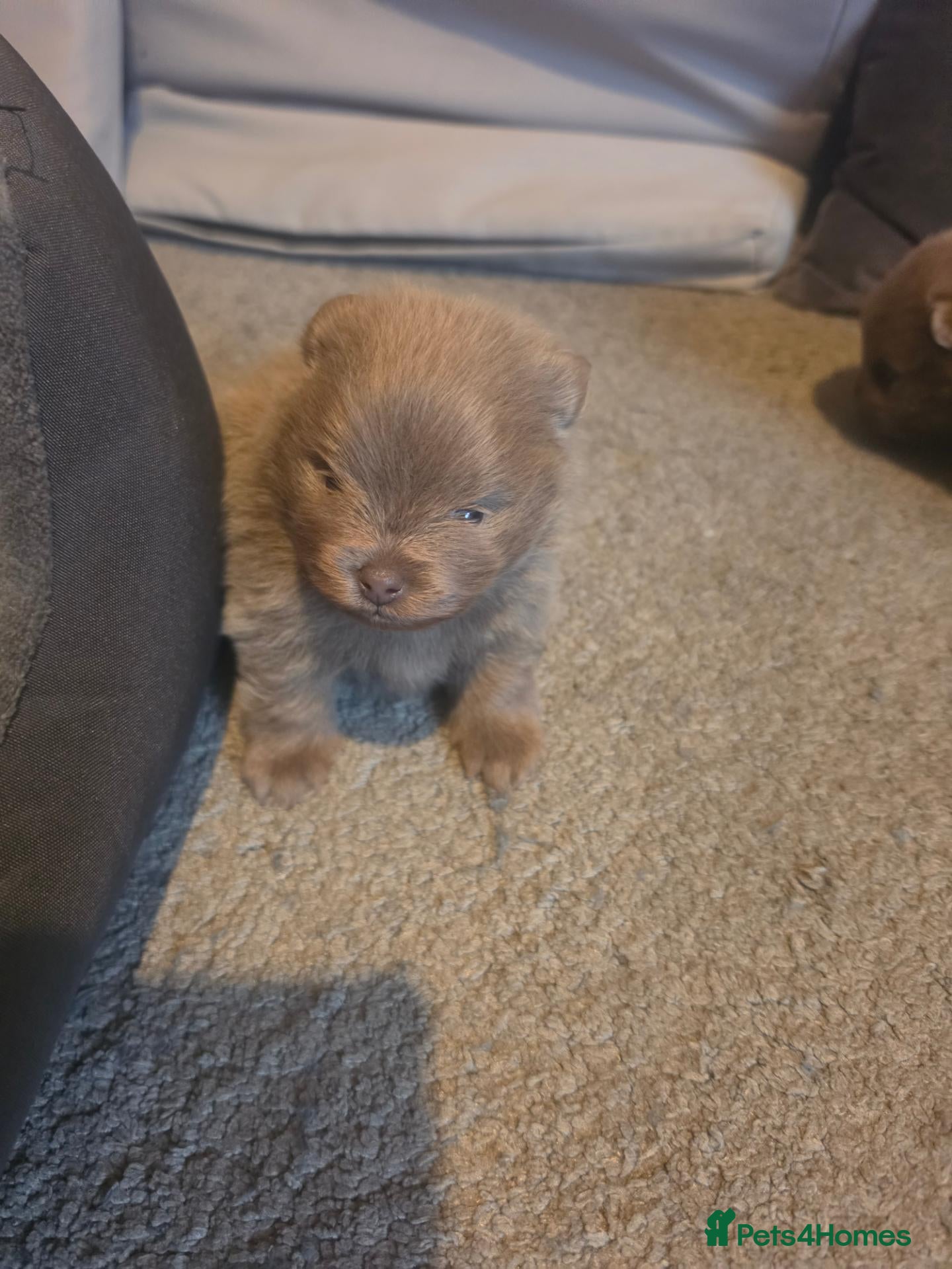 Pomeranian dogs for sale: Outstanding Champion bloodline, blue and lilac - Advert 20