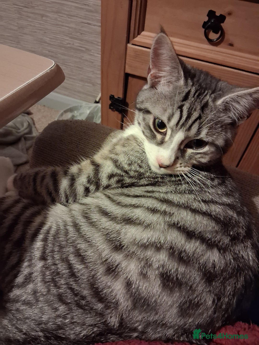 Mixed Breed cats for sale: Male kitten - Advert 1