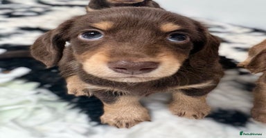 Miniature Dachshund dogs - Advert 4