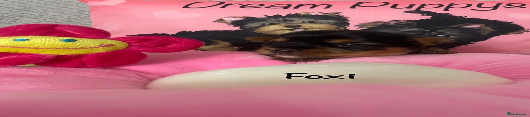 🩷Foxi Pink Yorkshire Terrier Puppy 2