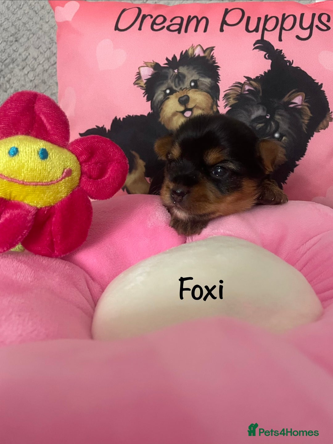 Yorkshire Terrier dogs for sale: Beautiful 2 Girls Yorkshire Terrier Pedigree  - Advert 7