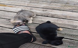 French Bulldog dogs for sale: French bulldogs puppys in Nottingham - Image 3