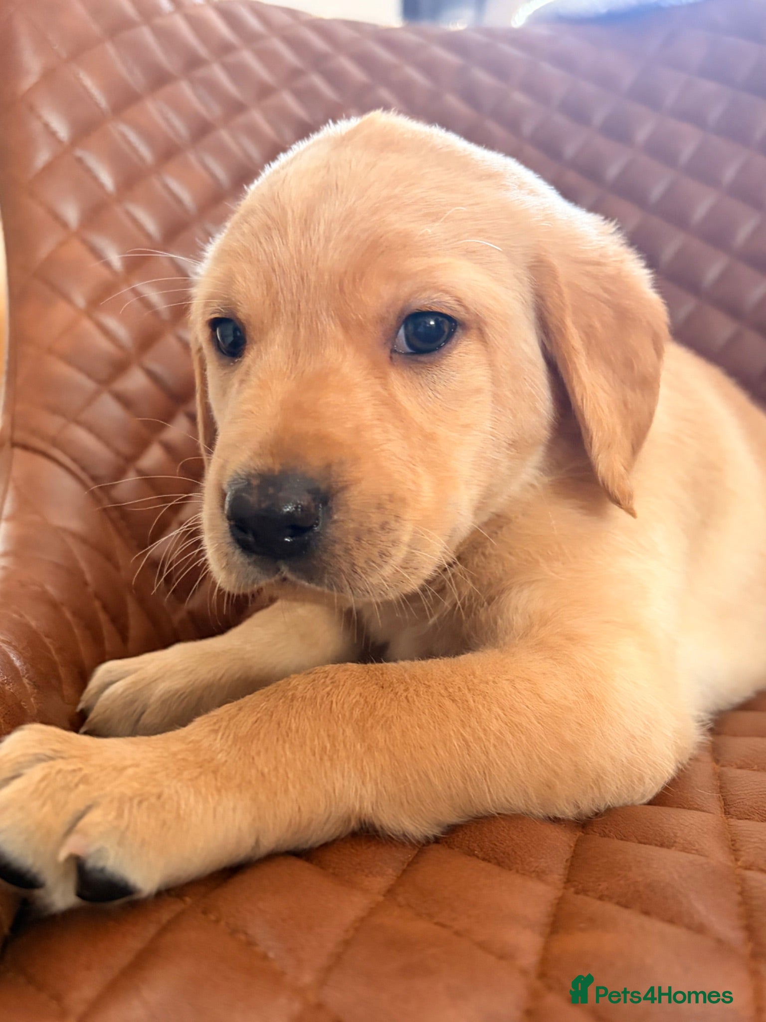 Labrador Retriever dogs Gorgeous kc registered Labrador puppies - Advert 8