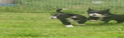 Border Collie dogs for sale: Beautiful collie pupa - Advert 9