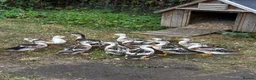 Ducks poultry for sale: Miniature Silver Appleyards  in Shipston-on-Stour - Advert 2