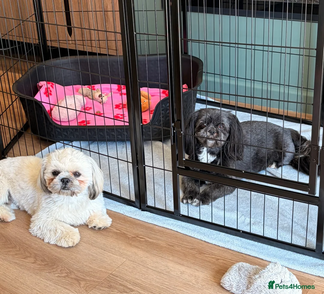 Shih Tzu dogs for sale: Pedigree Shih Tzu  - Advert 2