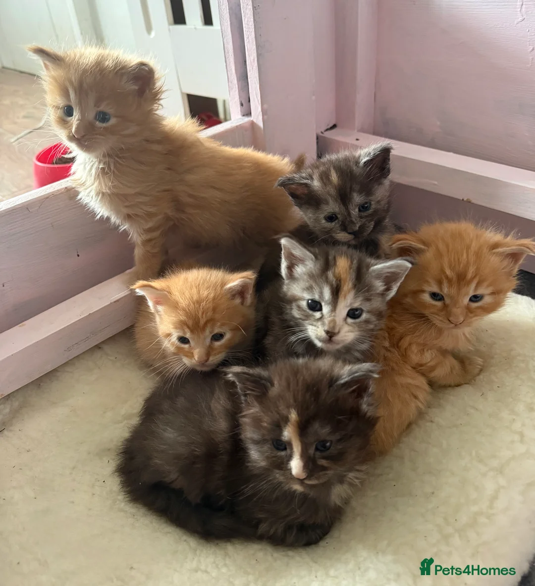 Maine Coon cats for sale: Beautiful Maine Coon Cross Kittens - Advert 1