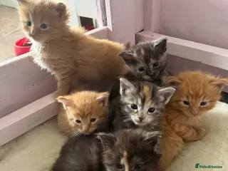 Maine Coon cats Beautiful Maine Coon Cross Kittens - Advert 4