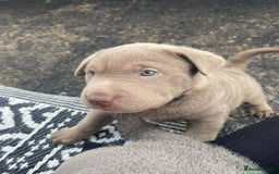 Mixed Breed dogs for sale: Lab Pei puppies  - Image 11