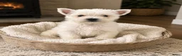 West Highland Terrier dogs for sale: KC West Highland Terriers 🧬 Health tested Parents - Advert 4