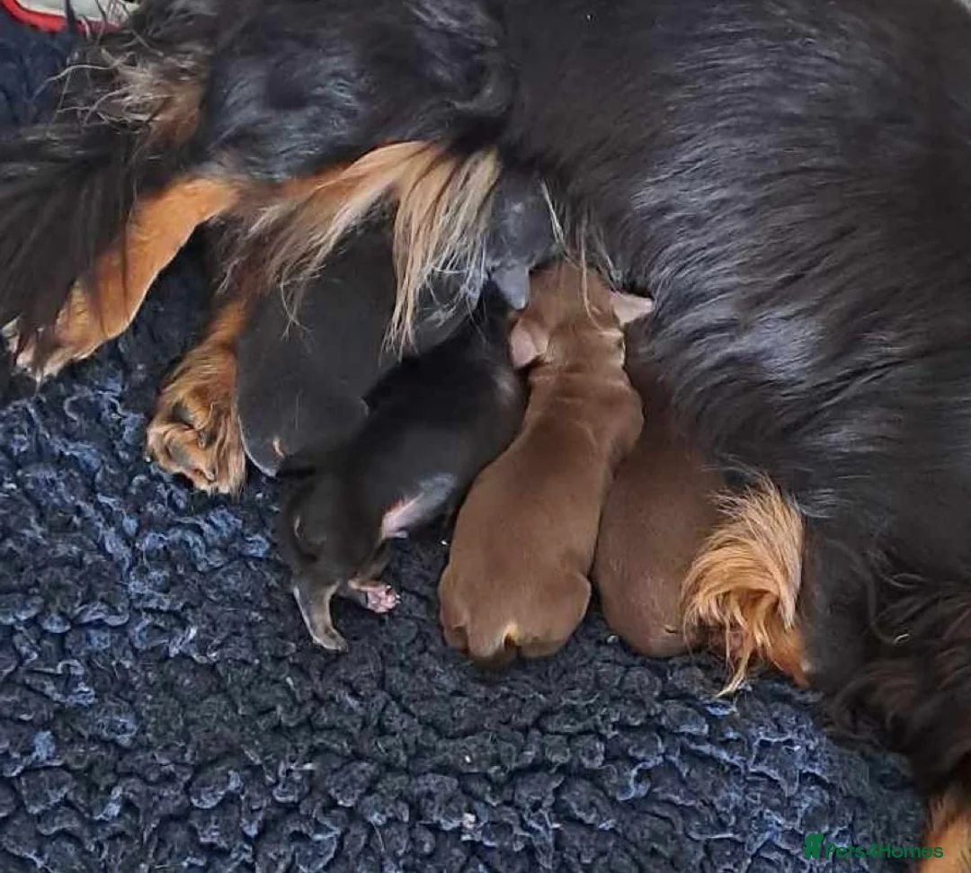 Miniature Dachshund dogs for stud: Black&Cream Miniature LongCoat (CarriesChoc) 3.9kg in Dalry - Advert 7