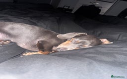 Miniature Dachshund dogs for sale: 2 year old miniature dachshund female  - Image 3