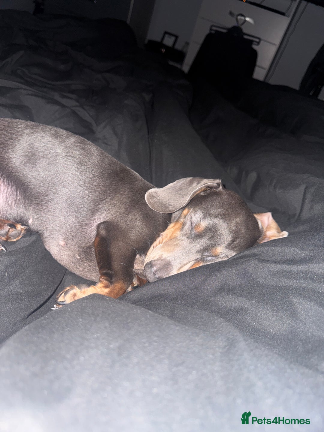 Miniature Dachshund dogs for sale: 2 year old miniature dachshund female  - Image 3