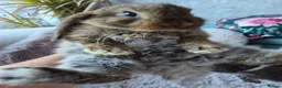 Mini Lop rabbits for sale:  Mini Lop  fluffy bunnies - Advert 7