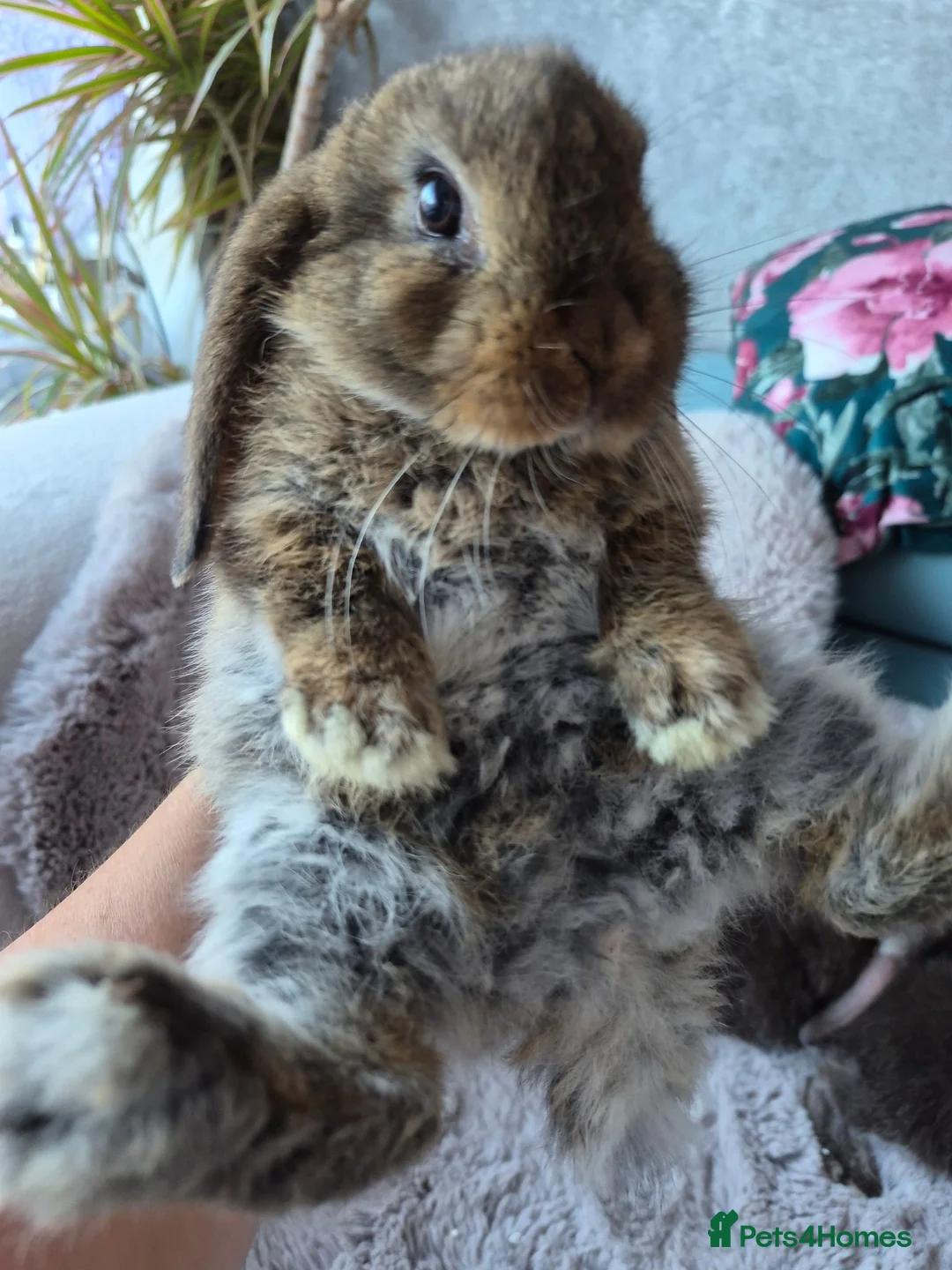 Mini Lop rabbits for sale:  Mini Lop  fluffy bunnies - Advert 7