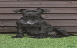 Cane Corso dogs for sale: Halime - Image 2