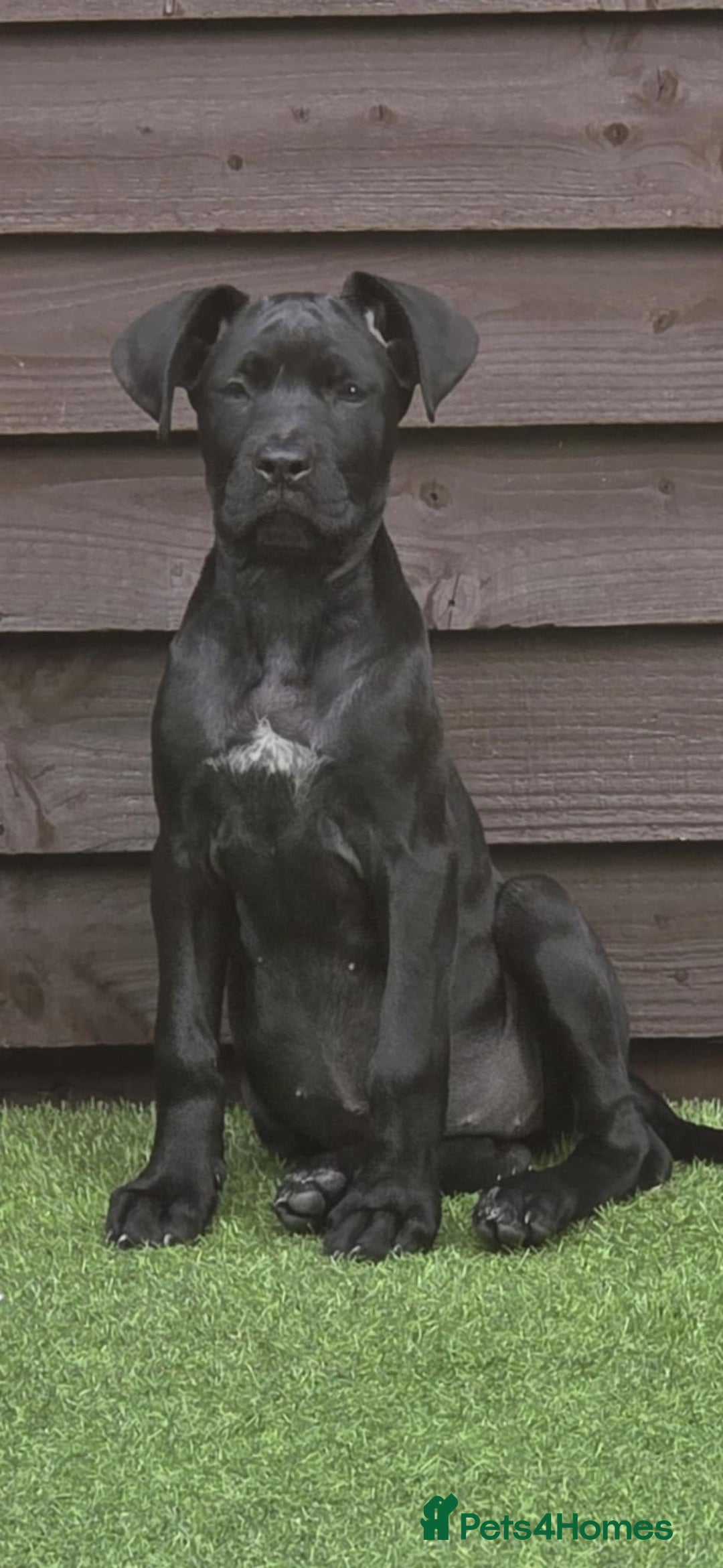 Cane Corso dogs for sale: Halime - Image 2