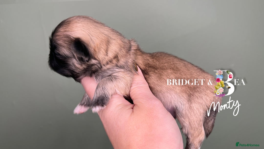 Pekingese dogs for sale: 🩷QUALITY BOYS & GIRLS🩵 - Advert 15