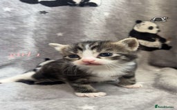 Mixed Breed cats for sale: Mainecoon mixed kittens.  - Image 3
