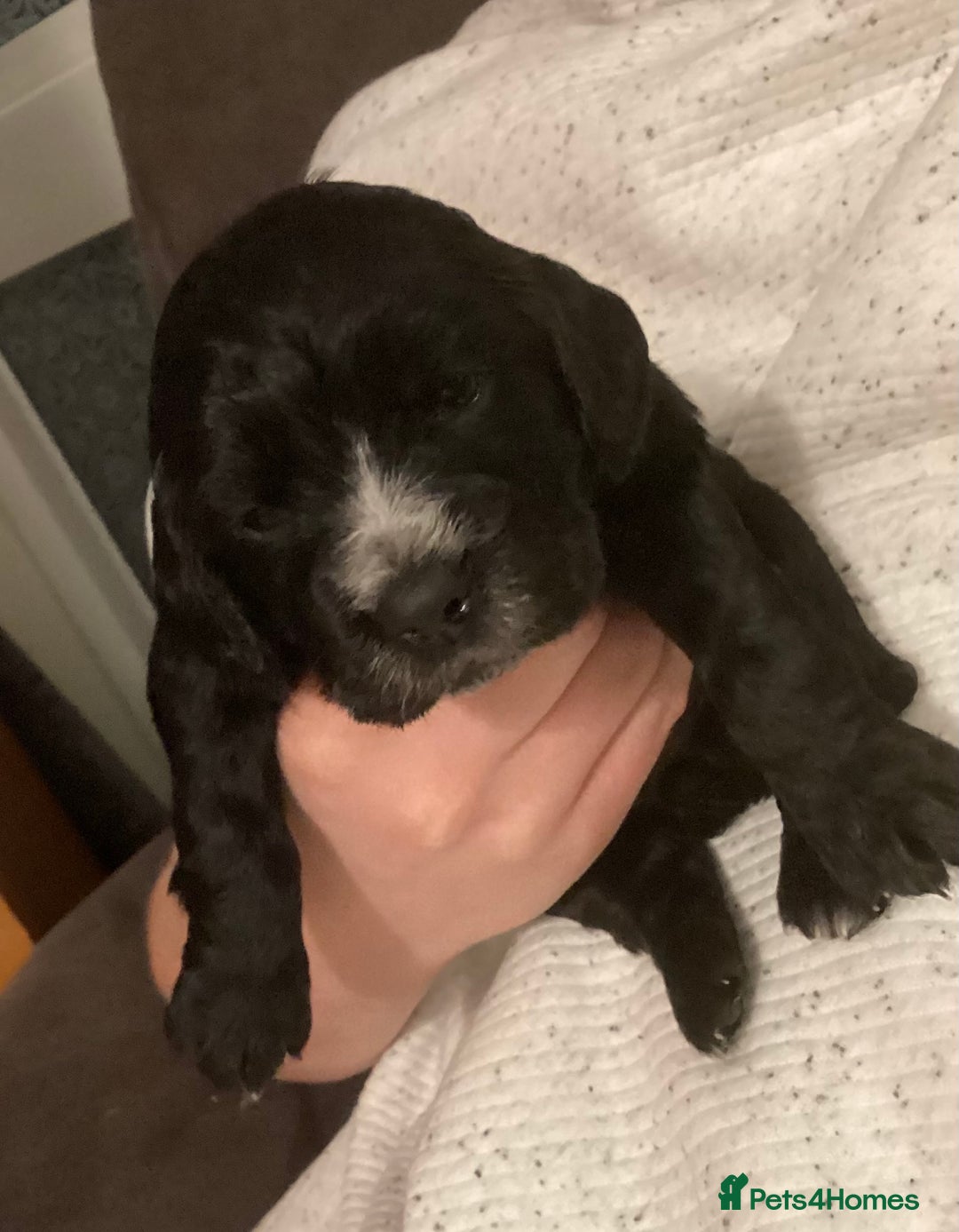 Cocker Spaniel dogs for sale: KC registered working cocker spaniel puppies  - Advert 26