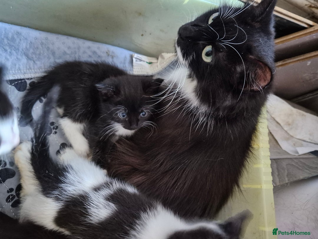 Mixed Breed cats for sale: 1 female kitten out litter of 3  - Image 12