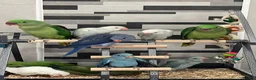 Ringnecks birds for sale:     Super Tame Hand Reared Babies £50 off today !  - Advert 4