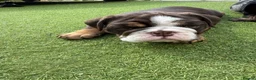 Olde English Bulldogge dogs for sale: STUNNING RARE OLD ENGLISH BULLDOG PUPS - Advert 13