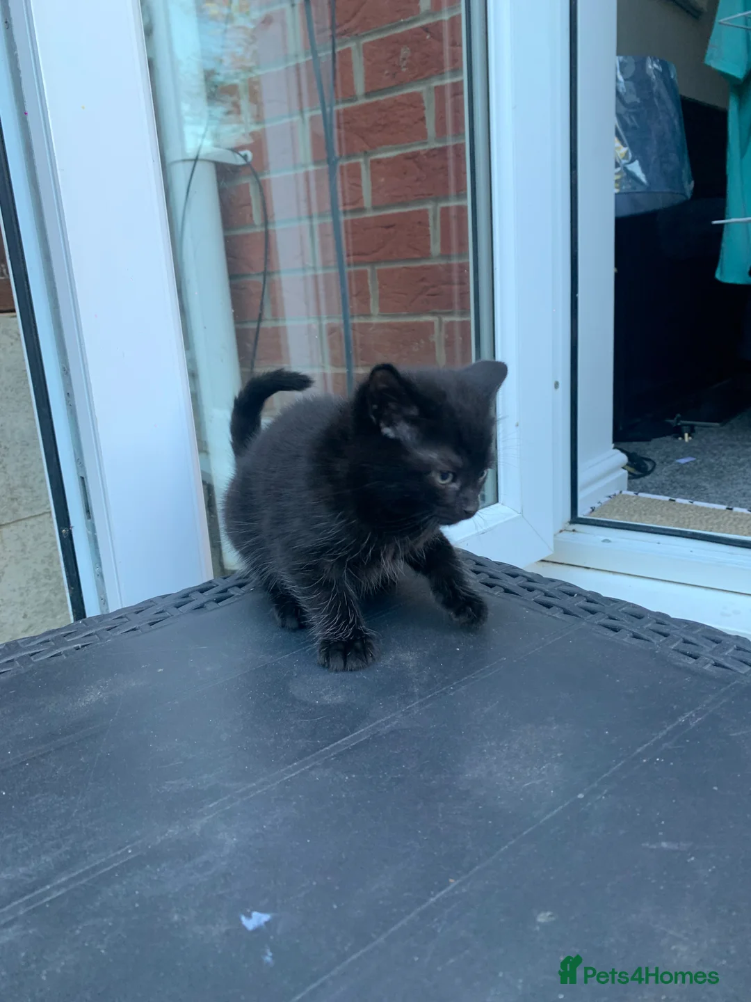Mixed Breed cats for sale: 💕Beautiful grey kittens - 12th May💕 - Advert 2