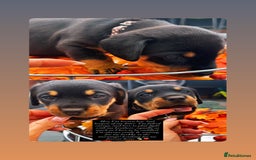 Mixed Breed dogs for sale: Rare hybrid Rottweiler x dachshund pups - Advert 10