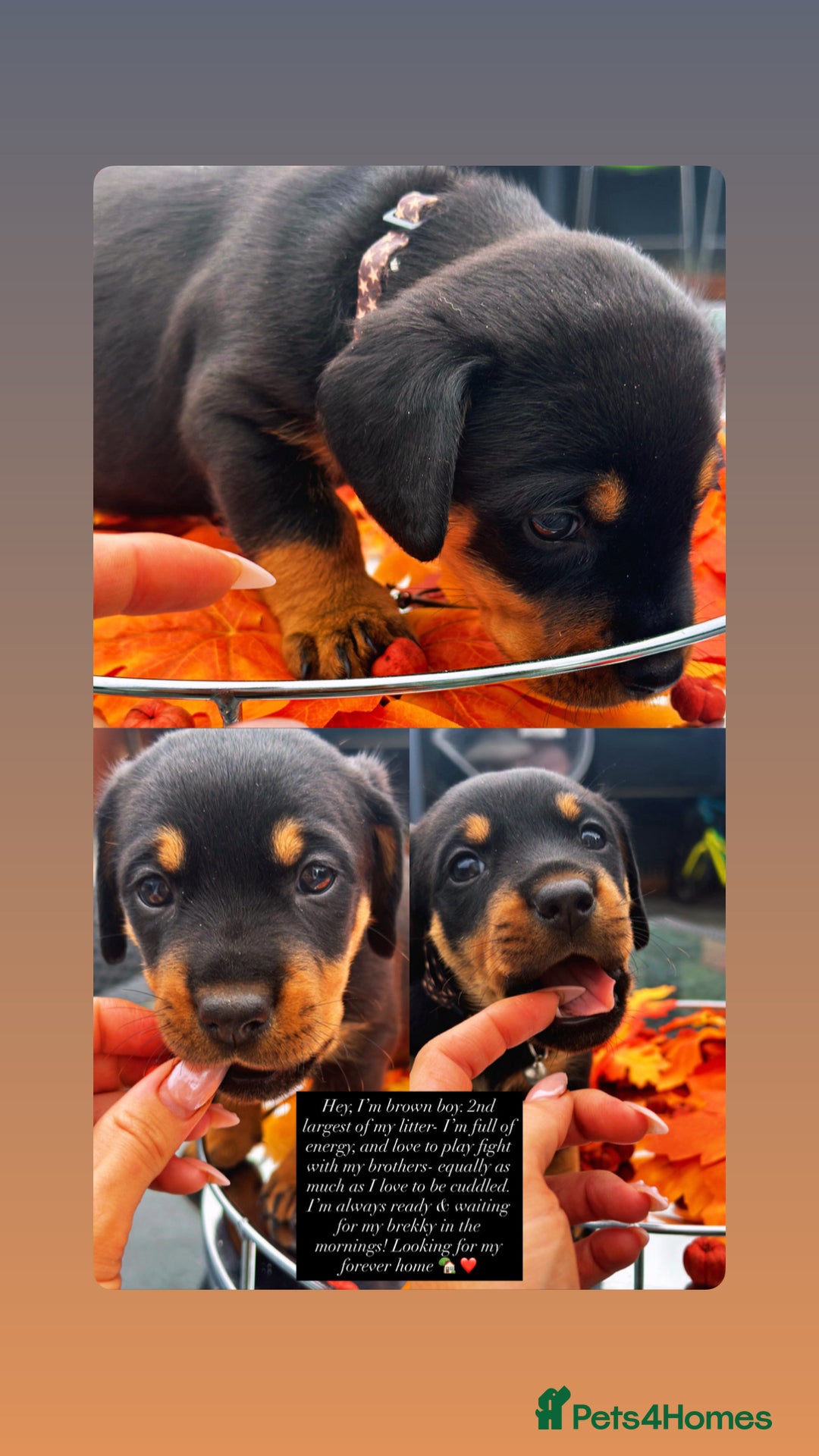 Mixed Breed dogs for sale: Rare hybrid Rottweiler x dachshund pups - Advert 10