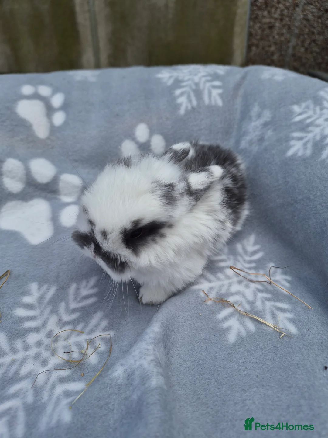 Mini Lop rabbits for sale: Mini lop.ear bunnies. - Advert 9