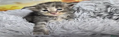 Maine Coon 8 Nugget