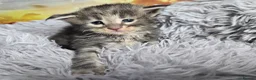Maine Coon cats for sale: Stunning TICA Maine Coon kittens - Advert 15