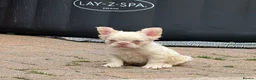 French Bulldog dogs for sale: REDUCED FlOODLE /French bulldogs - Advert 14