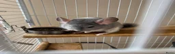 Chinchilla rodents for sale: 2 female chinchillas blue diamond beige with cage  - Advert 5